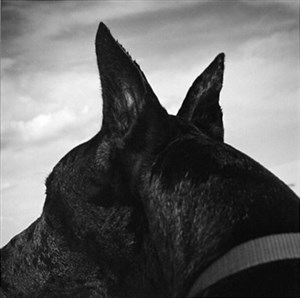 Image description is not available for 2007.074